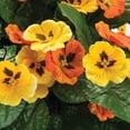 thumbnail image 3 of Fully Assembeld Pansy Hanging Basket by OakRidge™, 3 of 5