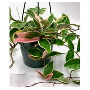 XL Tricolor Hoya Krimson Queen in 6" Hanging Pot, Hoya Carnosa Variegata, Live Tricolor Hoya Plant (XXL 6" Hanging Pot)