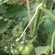 thumbnail image 2 of 100 pinzas de plástico para plantas de jardín, ganchos de soporte para tomates, pinzas para vid, suministros de jardinería, 2 of 7