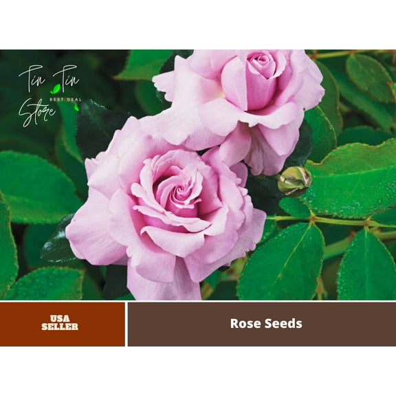 30 Seeds| Memorial Day rose (Pink Hybrid Tea Rose) seeds #1403 |BUY 4 GET 1 FREE|
