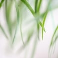 thumbnail image 3 of Poinski, Dianne 20x20 Black Modern Framed Museum Art Print Titled - Green Leaves 2, 3 of 5