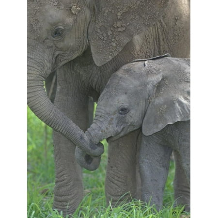 African Elephant Mother Holding its Baby's Trunk, Loxodonta Africana, East Africa Color Photography Print Wall Art By Arthur