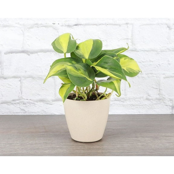 Live Brazil Philodendron Plant - Easy Indoor Plant - 4" Eco Pot - Natural