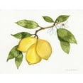thumbnail image 2 of McKenna, Kathleen Parr 18x15 White Modern Wood Framed Museum Art Print Titled - Citrus Garden I, 2 of 4