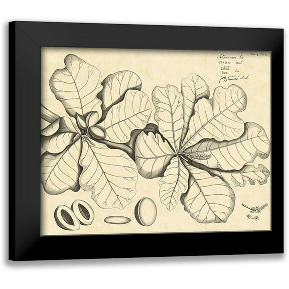 Von Drakenstein, H. 14x12 Black Modern Framed Museum Art Print Titled - Vintage Leaf Study I