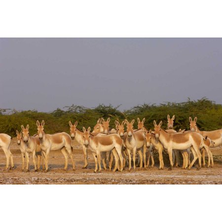 Indian Wild Ass herd in arid habitat Rann of Kutch Gujarat India Poster Print by Pete