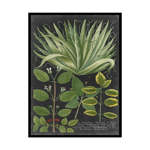 Trademark Fine Art 'Dramatic Weinmann Greenery IV' Canvas Art by Vision Studio