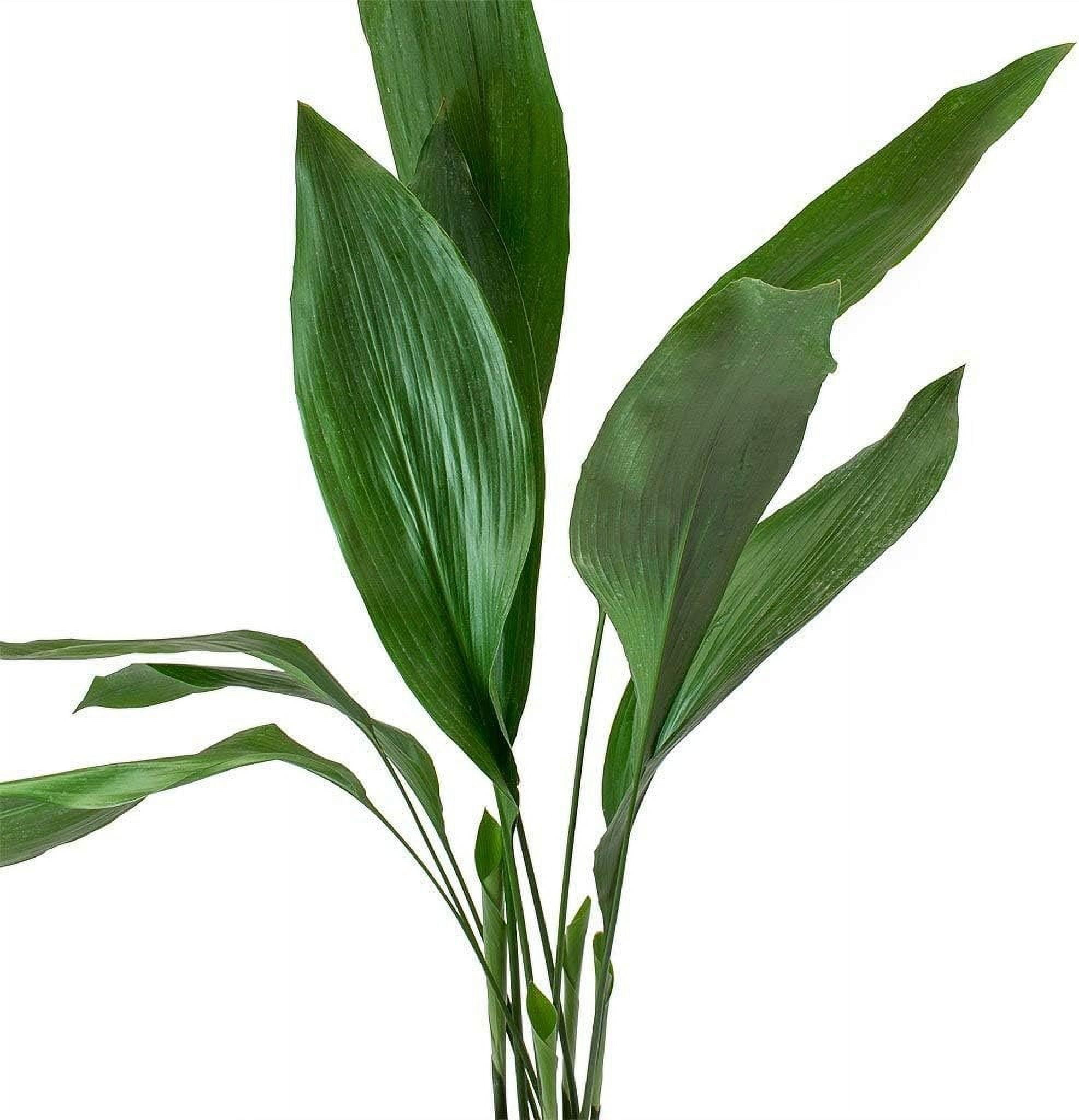 Cast Iron Plant - Live Plant in a 6 Inch Pot - Aspidistra Elatior - Beautiful Florist Quality Indoor or Outdoor Plant