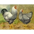 thumbnail image 2 of Wright, Lewis 24x19 Black Ornate Wood Framed with Double Matting Museum Art Print Titled - Chickens: Silver Laced Wyandottes, 2 of 4