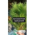 100 Organic Loblolly Pinus Taeda Pine Tree Seedlings 10 20 Bareroot 100-organic-loblolly-pinus-taeda-pine-tree-seedlings-10-20-bareroot