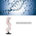 thumbnail image 3 of DNA Double  Model, DNA Structure Model Plastic Scientific  for School, 3 of 7