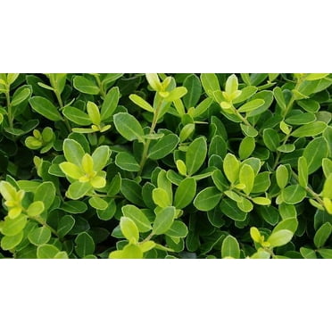 Golden Helleri Holly Live Plant 12-18" in Height in a #3 Container