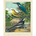 thumbnail image 3 of Cassell 15x18 Black Modern Framed Museum Art Print Titled - King-fisher and Wagtails, 3 of 5