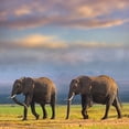 thumbnail image 2 of Fitzharris, Tim 20x20 Black Ornate Wood Framed with Double Matting Museum Art Print Titled - African elephants-Amboseli National Park-Kenya, 2 of 4