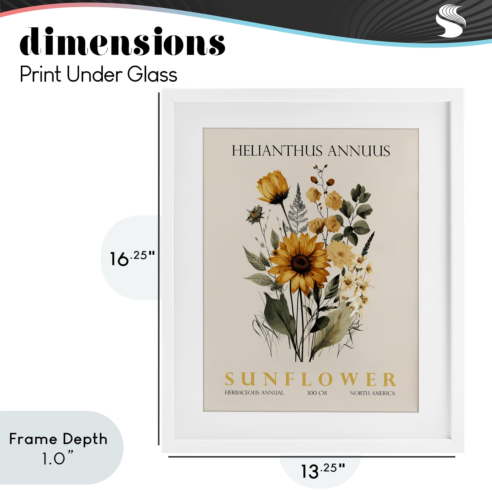 Stupell Industries Natural Sunflower Bundle White Framed Print Under Glass, design by Christopher Giampietro