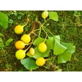 thumbnail image 5 of TomorrowSeeds - Ginkgo Biloba Tree Seeds - 5+ Count - For 2026 Planting Maidenhair Tree Fossil, 5 of 7