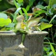 thumbnail image 3 of Funny Tipsy Frog Figurines Resin Frog Figures Garden Pond Decoration for Flower Pots, Balcony & Office Desk, 3 of 5