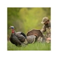 thumbnail image 4 of Dave Smith Decoys DSD Posturing Jake Turkey Decoy, 4 of 4