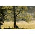 thumbnail image 2 of Jones, Adam 24x17 Black Ornate Wood Framed with Double Matting Museum Art Print Titled - Tree backlit at sunrise-Cades Cove-Cades Cove-Smoky Mountains National Park-Tennessee, 2 of 4
