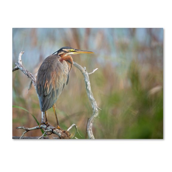 Milan Zygmunt 'Purple Heron' Canvas Art