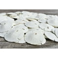 thumbnail image 3 of Real Sand Dollars 0.50" to 0.75" (Set of 50) Sand Dollar Shells Wedding Seashell for Crafts, 3 of 4
