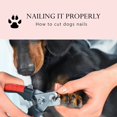Large Dog Nail Clippers for Medium and Large Sized Dogs (above 10Kgs