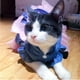 thumbnail image 4 of Vestido de mezclilla para mascotas con bonito nudo de lazo, cómodo chaleco falda, ribete de encaje, tutú, ropa de primavera para gatos y perros pequeños (pequeño) Zefei Wu 9024735047049, 4 of 5