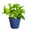 Navy, variant on Live Golden Pothos Plant - Air Purifying - Vining Plant - 6" Decorative Pot Cover - Thorsen's Greenhouse