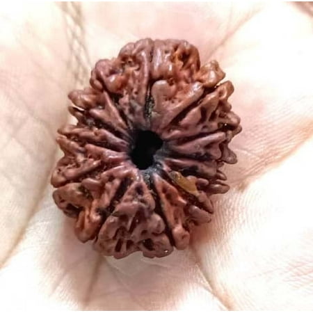 Ankita Gemstones 11 Face Rudraksha Bead 11 Mukhi Natural Rudraksha Nepal Origin Bead For Adult