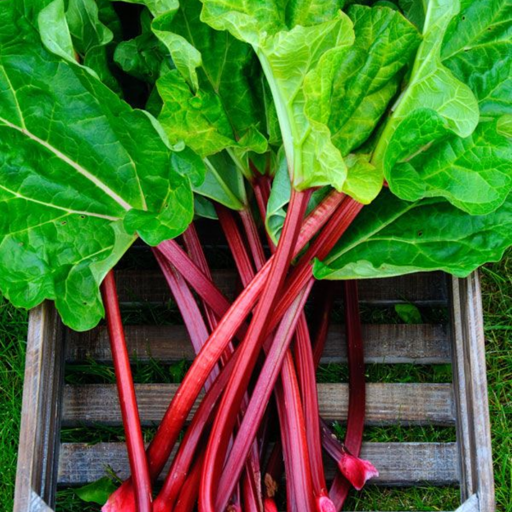 Set 5 Rhubarb Root Plant for Planting, Fresh Rhubarb Plants Live Root, Large Rhubarb Rhizomes, Well-Rooted for Outdoor Planting