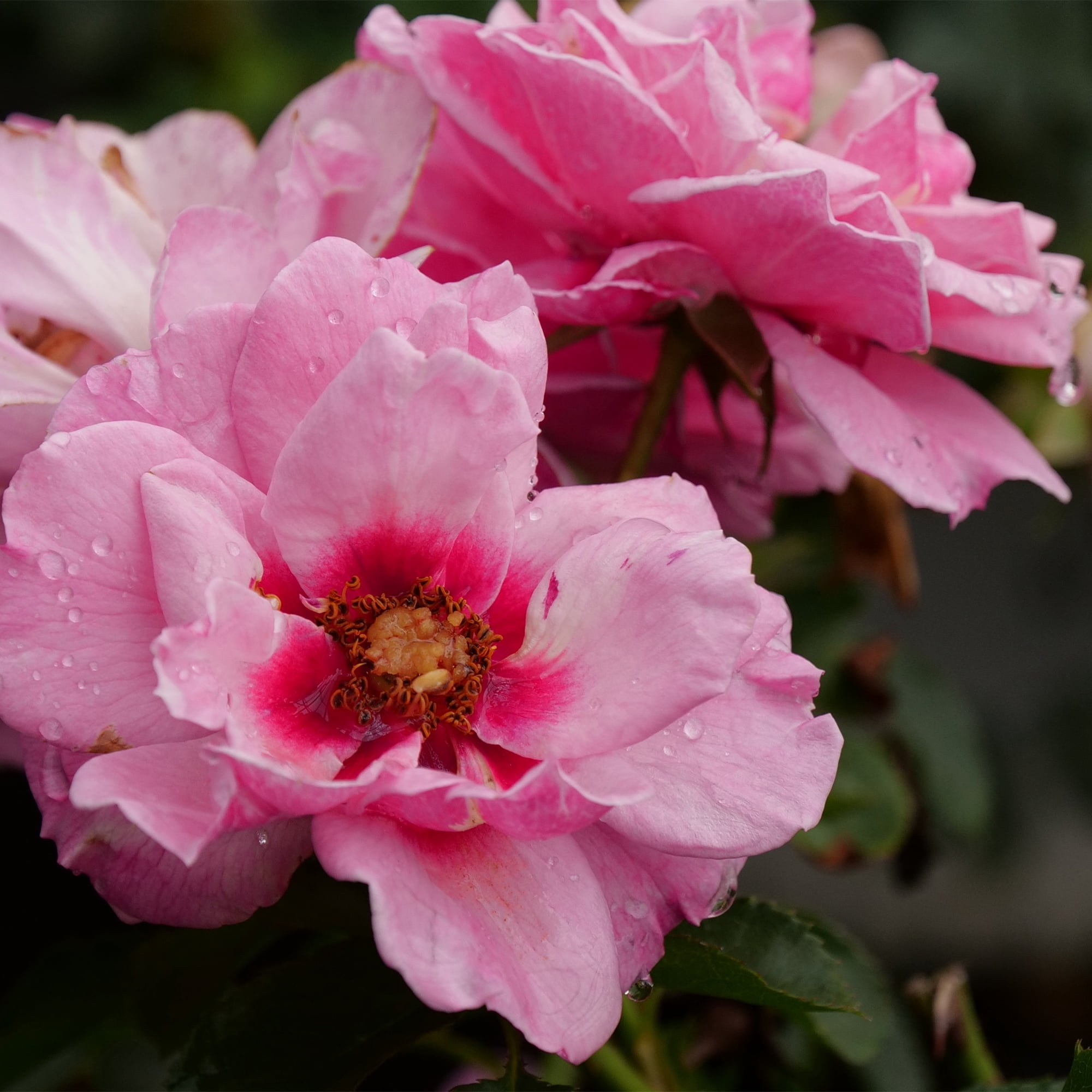 Proven Winners ColorChoice Ringo Double Pink Rose Live Shrub (2 Gallon)