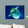 thumbnail image 1 of Sunfish Wall Mural by Wallmonkeys Peel and Stick Graphic (36 in W x 26 in H) WM88532, 1 of 4