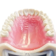 Typodont Teeth Model-Dental Assistant Accessories,Standard Study Teaching Dental Mode with All Removable Teeth,Dental Hygiene Student Must Haves