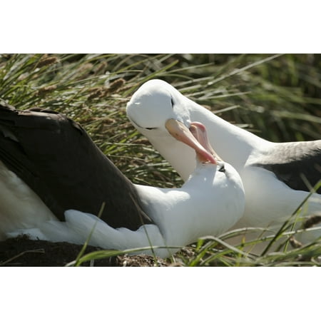 Black-browed Albatrosses (Thalassarche melanophrys) courting West Point Island Falkland Islands Canvas Art - Daisy Gilardini Design Pics (38 x 24)