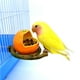 thumbnail image 4 of Alimentador De Copa De Pájaro Con Forma De Fruta Creativa, Comedero Para Jardín, Cuencos Para Beber Para Mascotas Para Pájaros Scienceny PT000781-00, 4 of 6