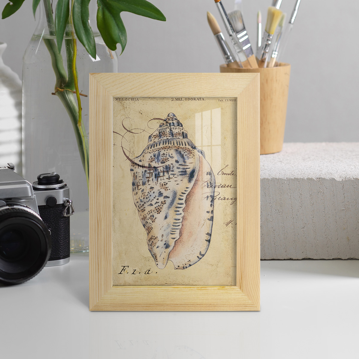 Seashell Ephemera I - Framed Print w/glass - Natural Wood