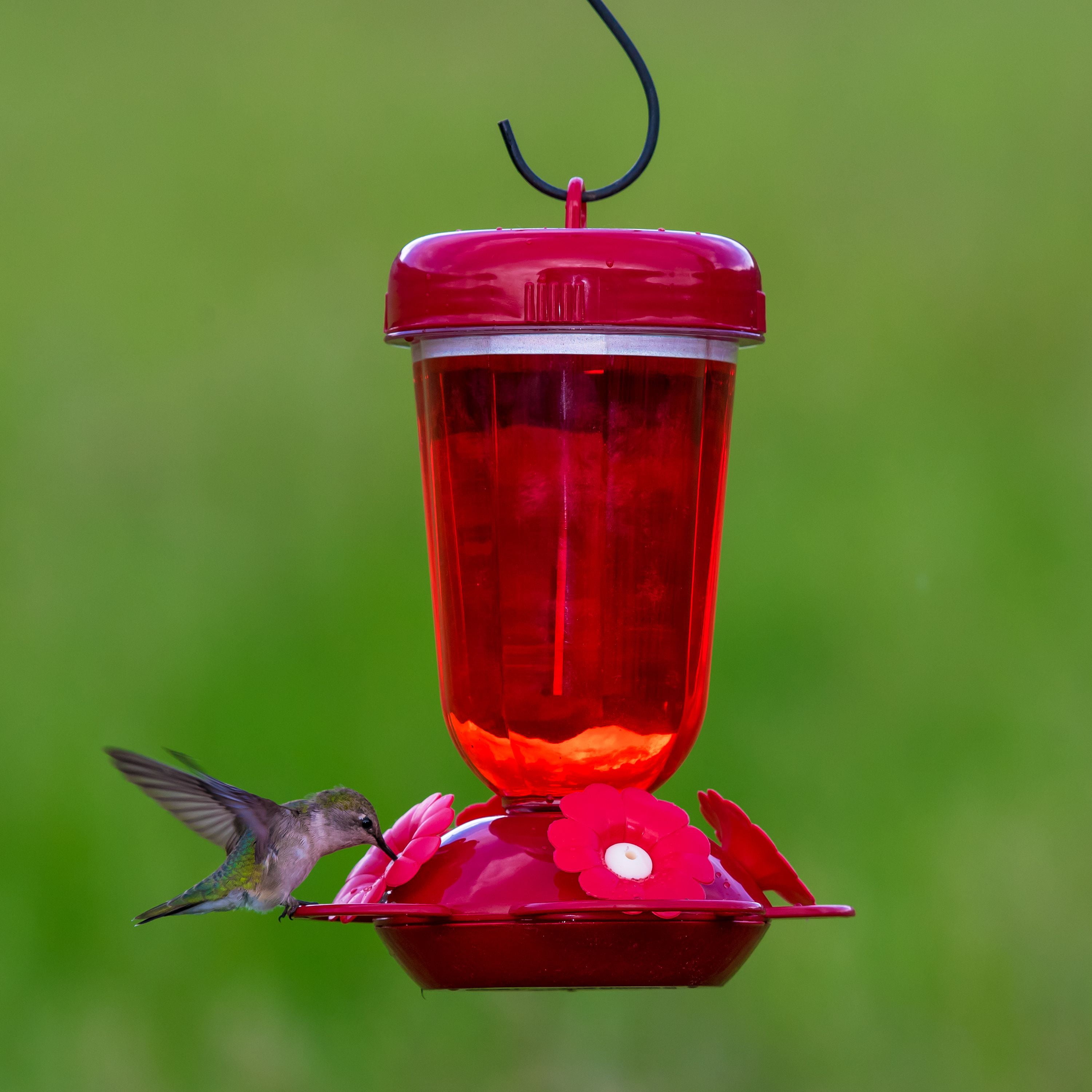 Yard Garden Outdoor Living Hanging Glass Hummingbird Feeder Red