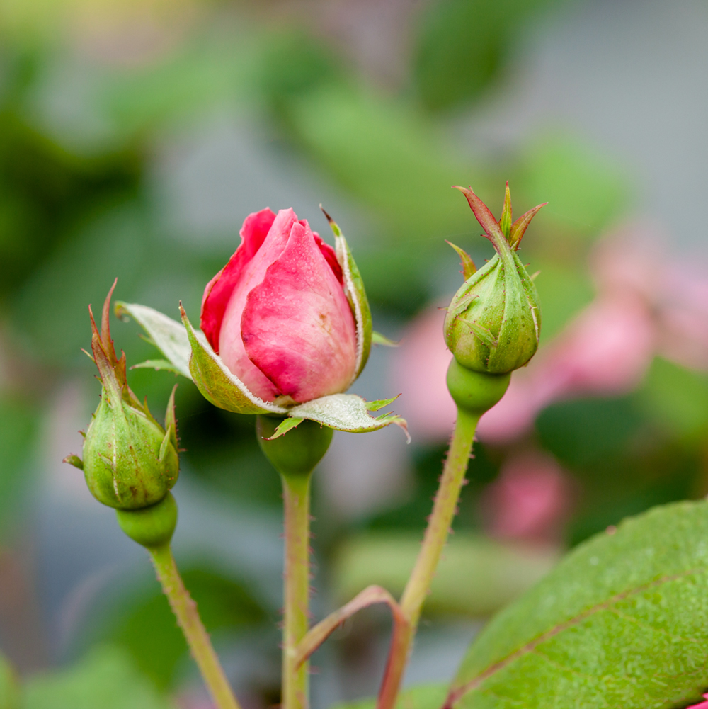 1 gal. Double Pink Knock Out Rose Bush - Beautiful Reblooming Shrub ...