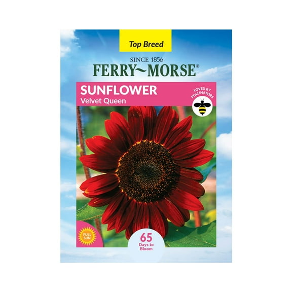 Ferry-Morse 480MG Sunflower Velvet Queen Annual Flower Seeds, Full Sun