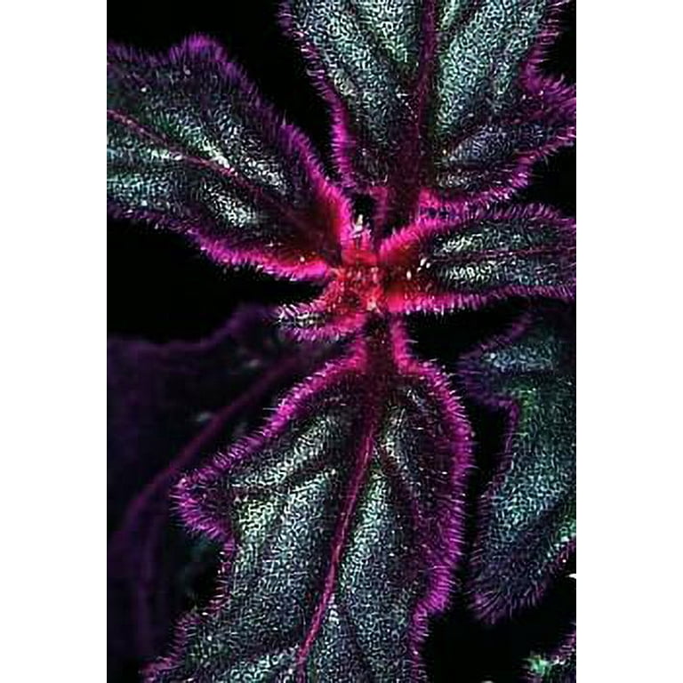 shepherd hook plant hanger Ashman Online 35 in. Shepherd's Hook Premium Metal Garden Plant Decor Hanger (8-Pack)