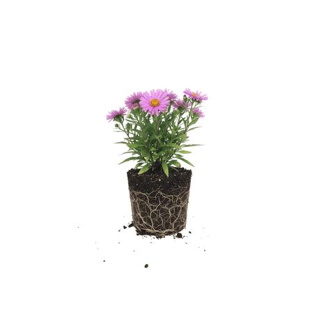 Pink Aster Woods Live Shrub 4" Tall, Hardy Purple Aster for Seasonal Color