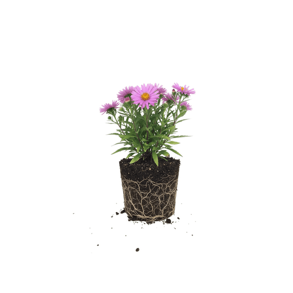 Pink Aster Woods Live Shrub 4" Tall, Hardy Purple Aster for Seasonal Color