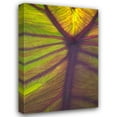 thumbnail image 1 of Karyn Millet 13x18 Gallery Wrapped Canvas Wall Art Titled - Sun in the Leaves I, 1 of 4