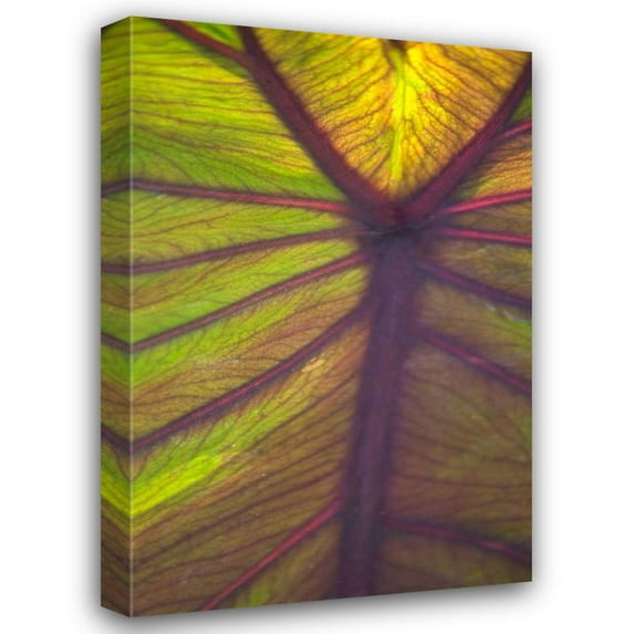 Karyn Millet 13x18 Gallery Wrapped Canvas Wall Art Titled - Sun in the Leaves I