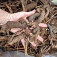 thumbnail image 5 of Resistant-Peony, Easy Grow - Ideal for Beds Borders, Plant Pots & Planters,Low Maintenance., 5 of 6