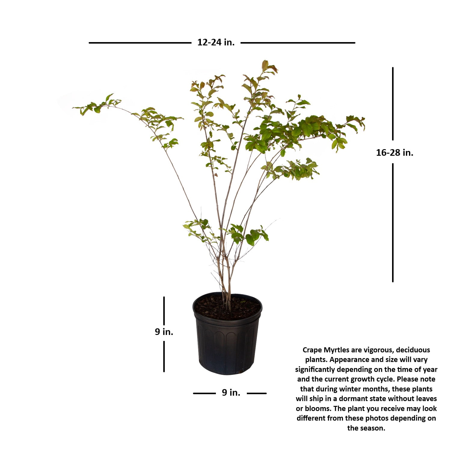 Expert Gardener 2.5 Gallon - Natchez Crape Myrtle Tree with White Blooms and Green Foliage