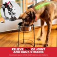 thumbnail image 3 of shiyou-Ethical Pet Hi-Rise Single Diner 2-Quart Pet Dish, 3 of 4
