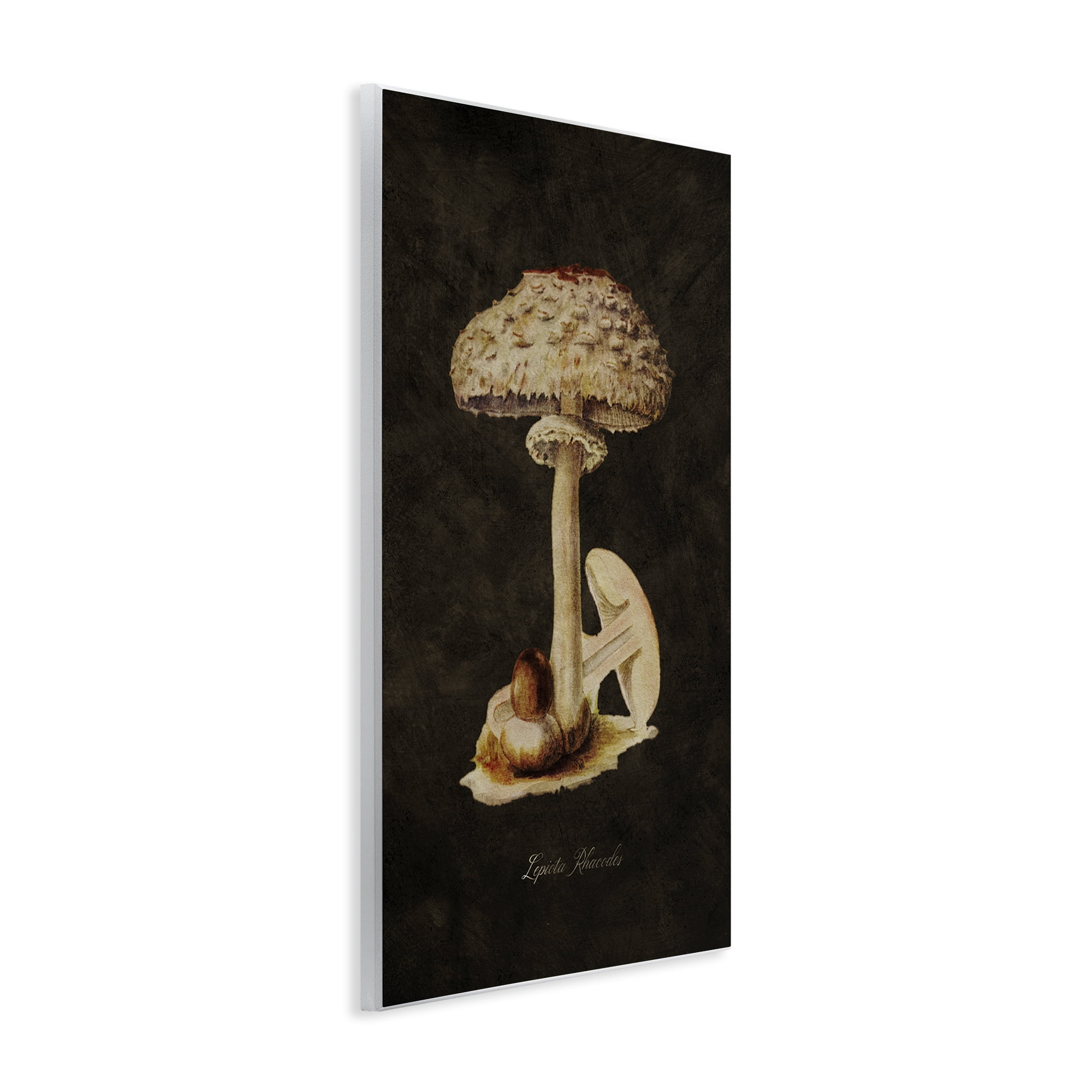 Stupell Industries Vintage Mushroom Study Plants & Flowers Painting Unframed Art Print Wall Art, 10 x 15