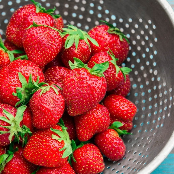 Charlotte Strawberry (Fragaria) Dormant Bare Root Starter Fruiting Plants (10-Pack)