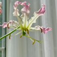 thumbnail image 2 of GSDWIUEW Bulbes de Rothschildiana Gloriosa (Lys de Feu/lys en Flammes) - Fleur de Vigne Grimpante Exotique 8 Pcs / 20 Pcs Floraisons Rouges et Jaunes Vibrantes pour Jardin et Contenants (Rose,20), 2 of 6